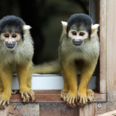 VIDEO: Squirrel monkeys, Asian Games, tango championships: World in Photos, Aug. 23