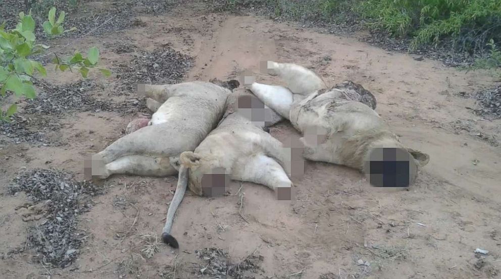 PHOTO: The remains of three lions killed by poachers for their body parts in Limpopo National Park, Mozambique.