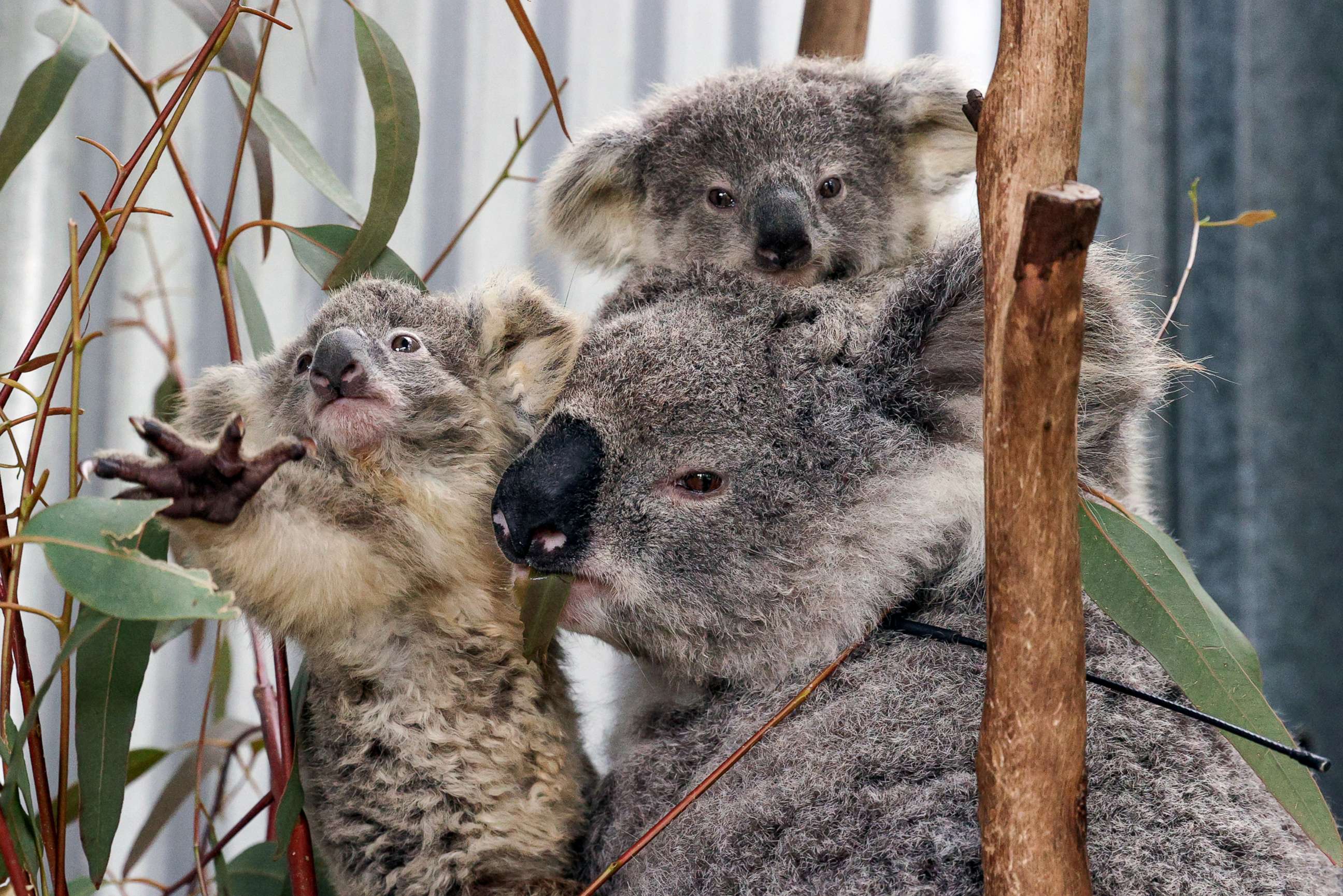 PHOTO: A mother koala named Gladys is pictured with her twin joeys, who have been medically diagnosed as being underweight, at a rehabilitation enclosure next to their carer's home, in Wedderburn, Australia, Sept. 11, 2020.