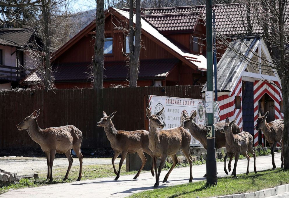 PHOTO: Five female roe deer and a young fawn roam on a nearly-empty sidewalk in Zakopane, southern Poland, April 16, 2020.