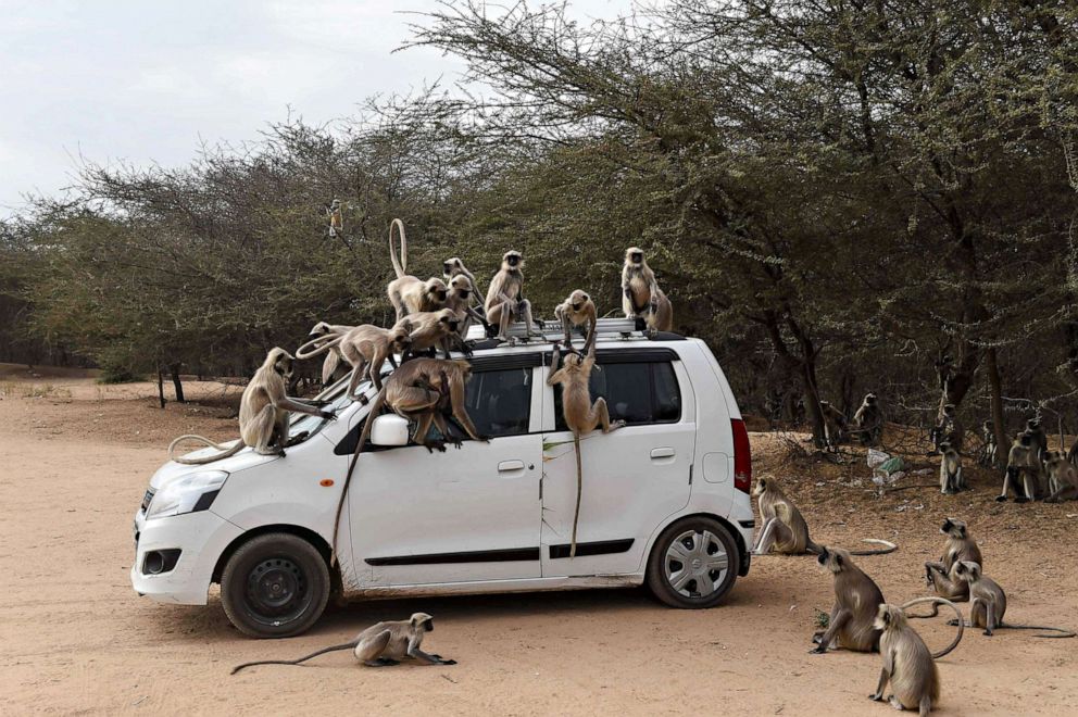 PHOTO: Monkeys climb on a car as they are being fed with potatoes by a resident at Ode village, March 25, 2020, during the first day of a 21-day government-imposed nationwide lockdown due to the COVID-19 pandemic, some 25 kms from Ahmedabad, India. 