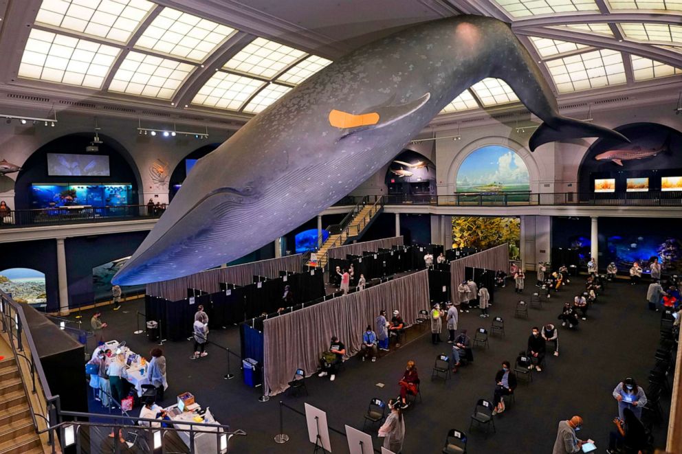 PHOTO: People rest in the observation area, at right, after receiving COVID-19 vaccinations under the 94-foot-long, 21,000-pound model of a blue whale at the American Museum of Natural History, in New York, April 23, 2021.