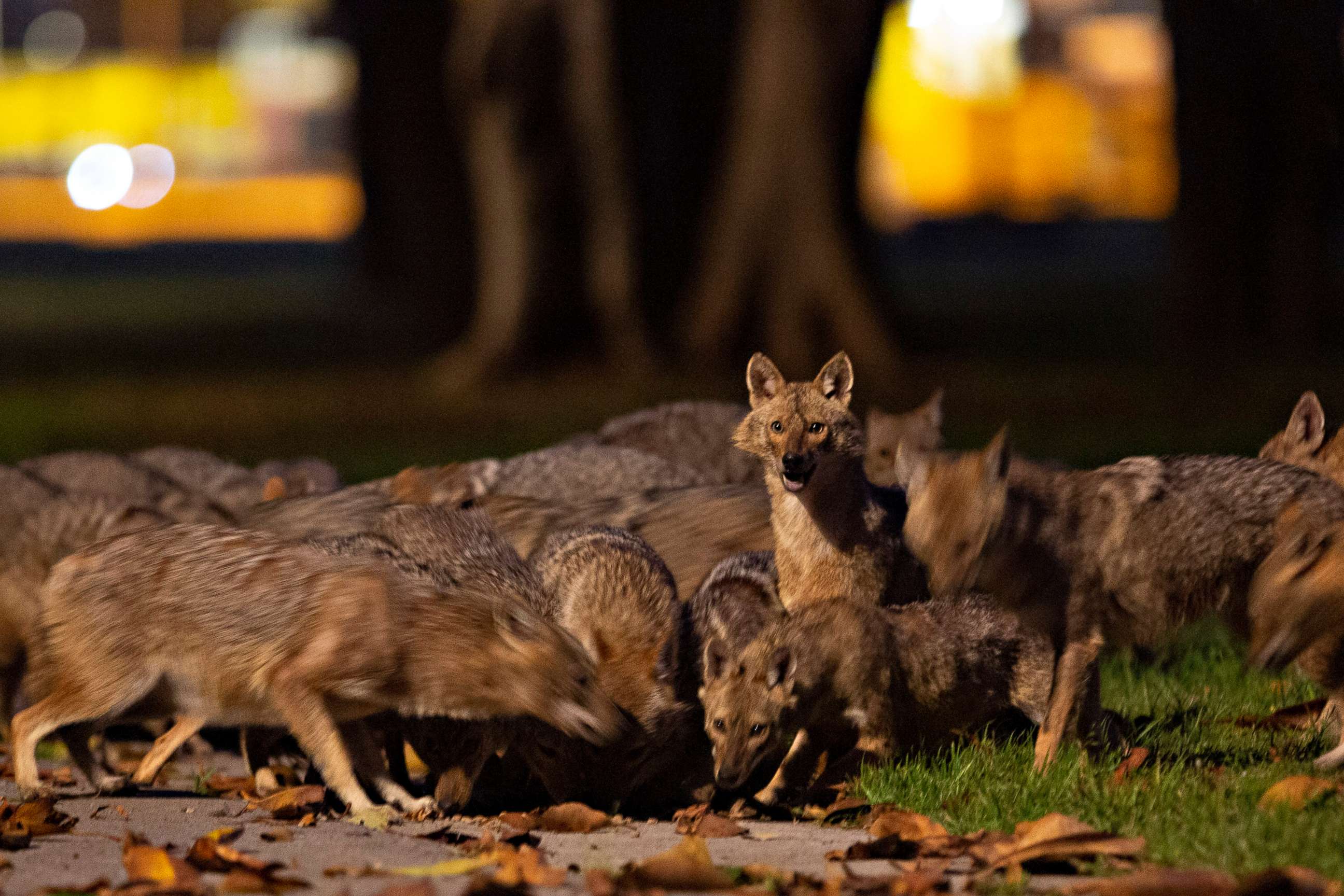 PHOTO: A pack of jackals eat dog food that was left for them by an Israeli woman at Hayarkon Park, in Tel Aviv, Israel, April 11, 2020. 