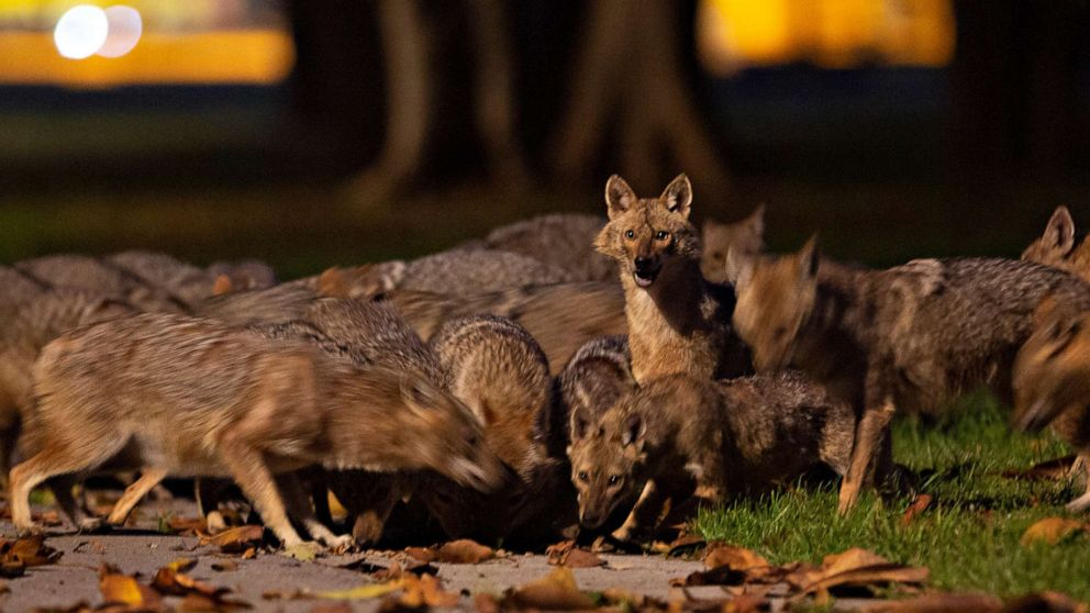 PHOTO: A pack of jackals eat dog food that was left for them by an Israeli woman at Hayarkon Park, in Tel Aviv, Israel, April 11, 2020. 
