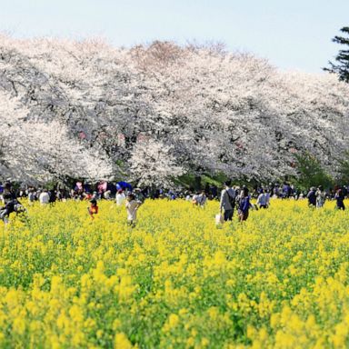 VIDEO: Blooms in sun and snow, a superhero visit, planting in lava: World in Photos, April 4