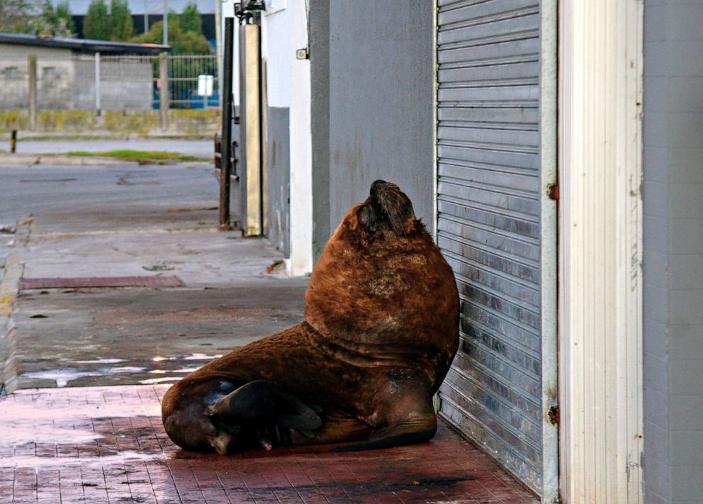 PHOTO: A sea lion is seen on a sidewalk of Mar del Plata harbor during the COVID-19 lockdown, in Mar del Plata, some 400 km south of Buenos Aires, Argentina, on April 16, 2020.
