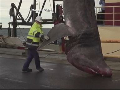 VIDEO: The shark, just under 21 feet long, was caught off the west coast of Victoria, Australia.