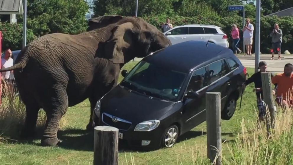 Watch Spooked Circus Elephant Attack Car After Apparent Whack by Employee -  ABC News