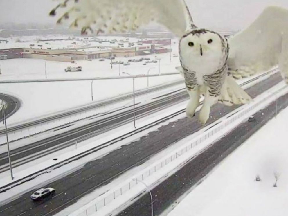 Traffic Camera Catches Snowy Owl Soaring Over Quebec Highway - ABC News