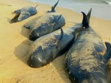 VIDEO: The pilot whales began washing up on beaches Monday evening.