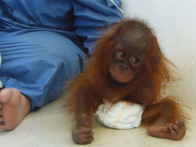 VIDEO: Joss, a 2-year-old orangutan rescued from captivity in Indonesia, is now being rehabilitated by International Animal Rescue.