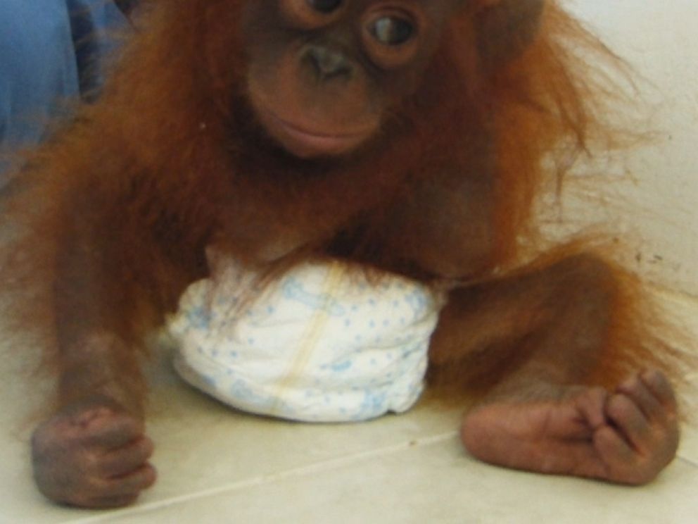 Suryia the Orangutan Bottle Feeds, Nurtures Four Tiger Cubs at