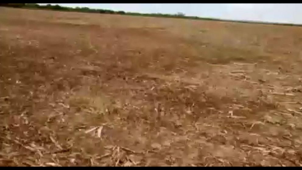 VIDEO: Locusts Swarm Farms in Argentina