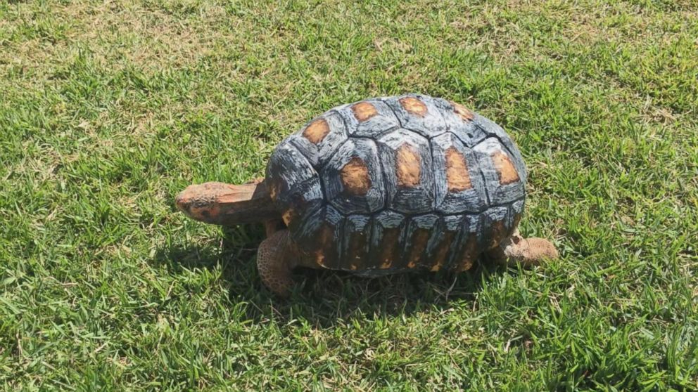 Tortoise Burned in Fire Gets Custom 3-D-Printed Shell - ABC News