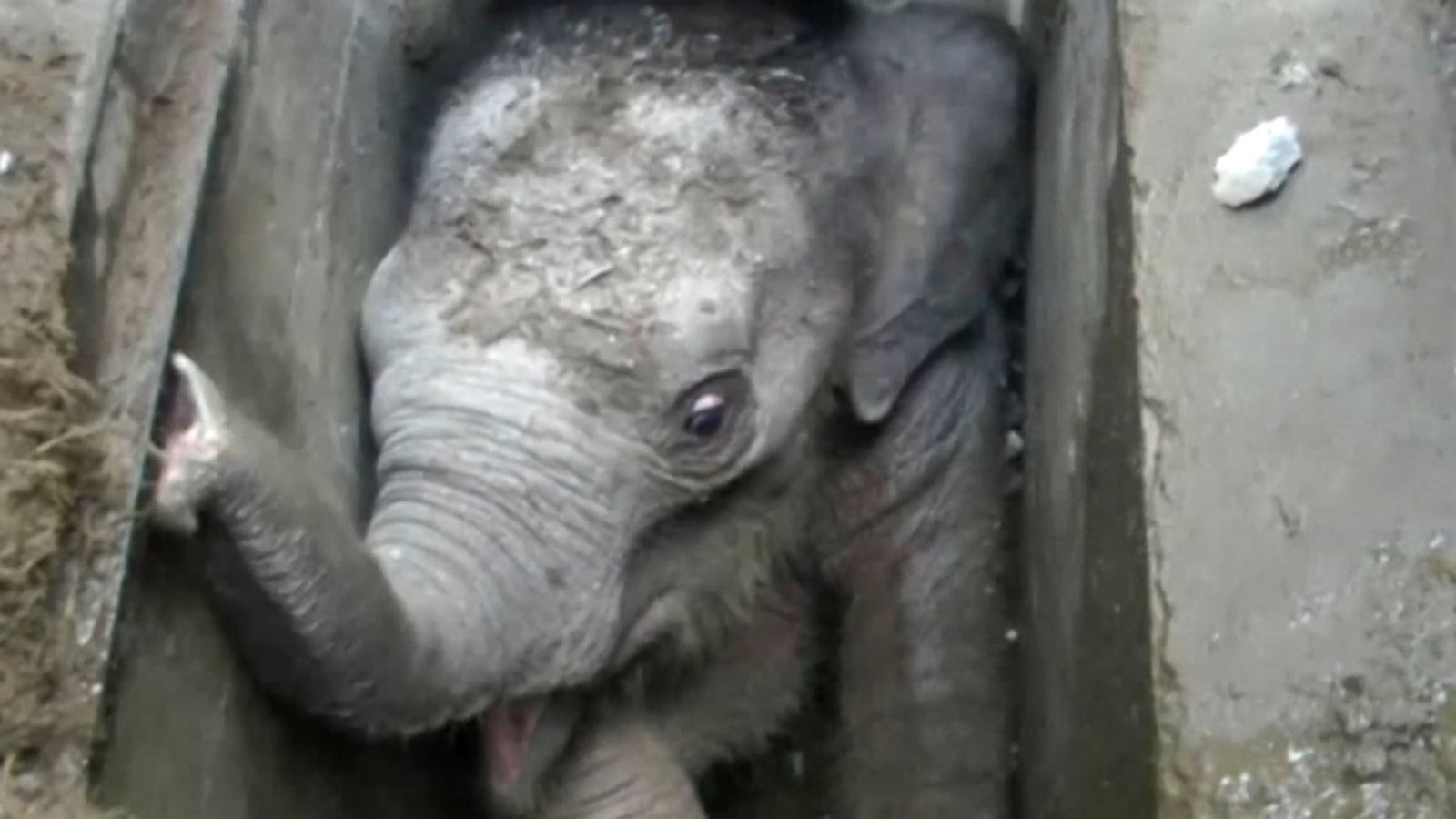 sri lankan baby elephant