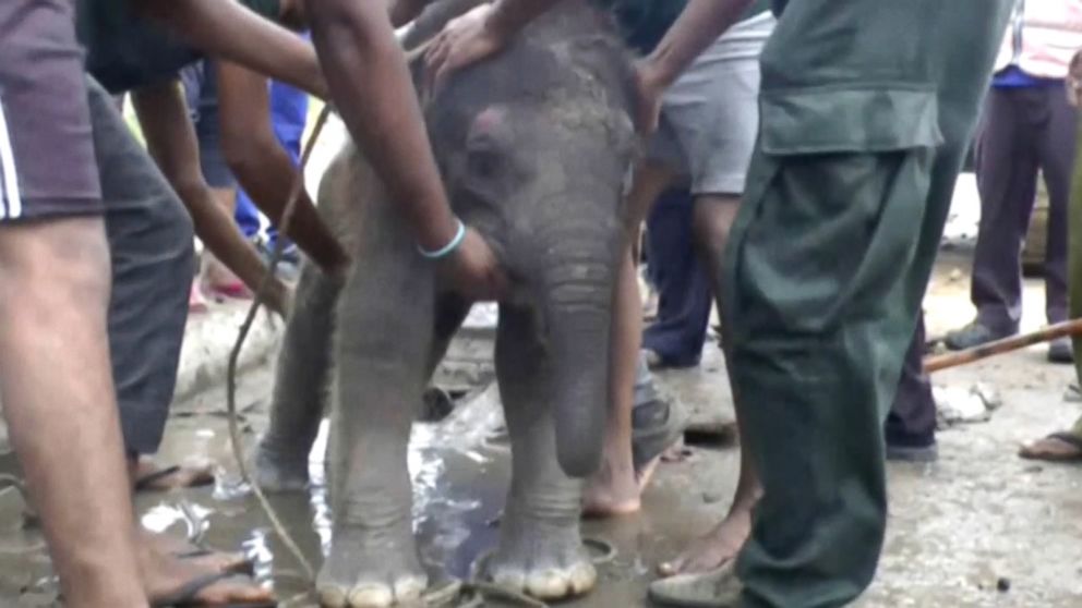 Baby Elephant Rescued From Open Drain in Sri Lanka - ABC News