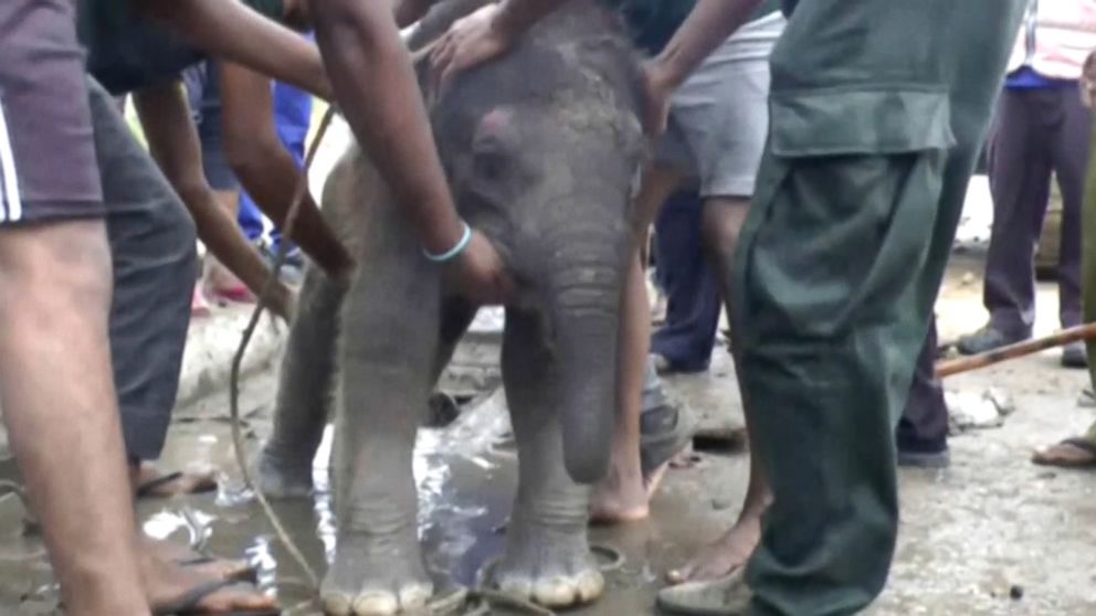 PHOTO: An elephant calf is rescued from an open drain it fell into, in a Sri Lankan town on May 29, 2016. 