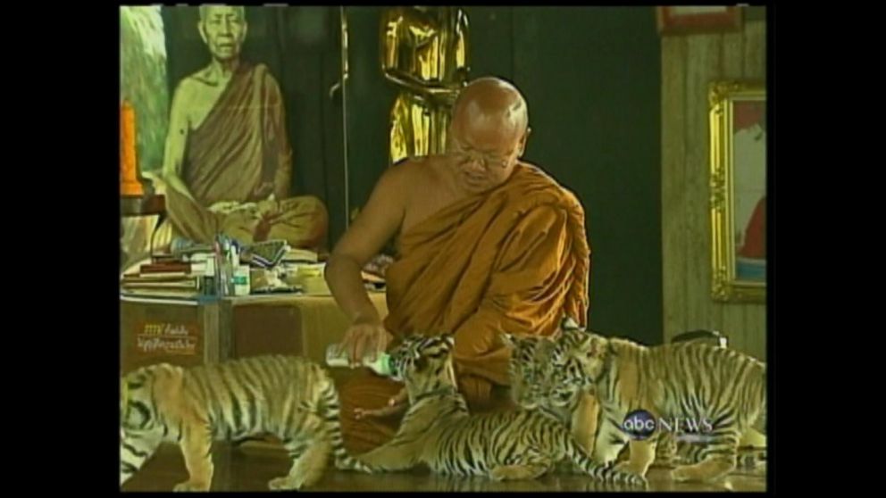 Bodies of 40 tiger cubs found in Thai temple freezer