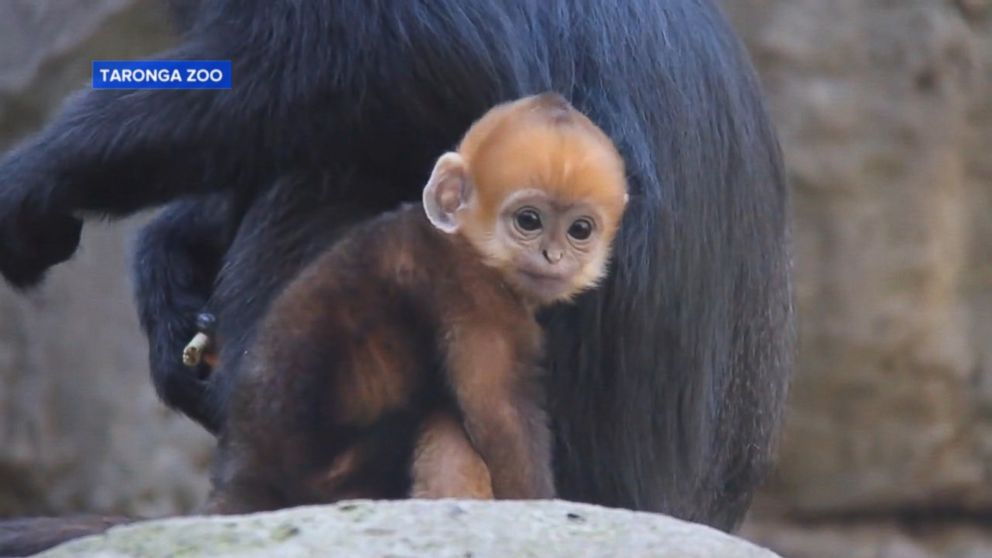 Baby Monkey Born With Orange Hair Video Abc News