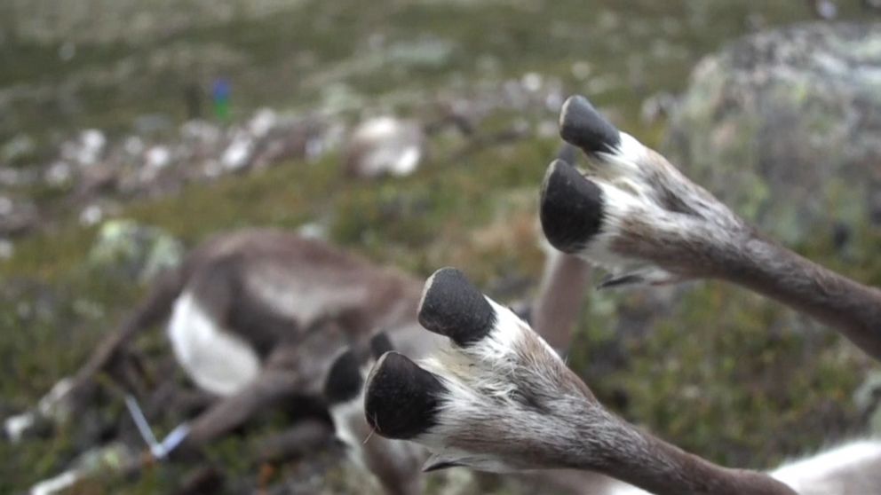 Video Lightning Storm Kills Hundreds of Wild Reindeer in Norway - ABC News