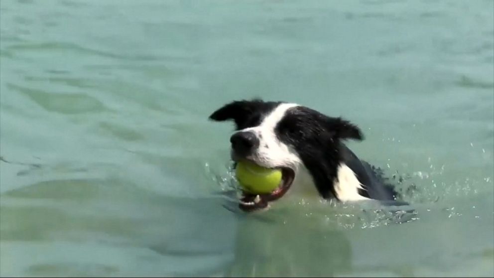 Inaugural Rio Dog Olympic Games Held in Brazil Video ABC News