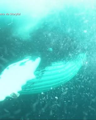 VIDEO: Patrick Dykstra was in the Barents Sea when the whale came within touching distance.