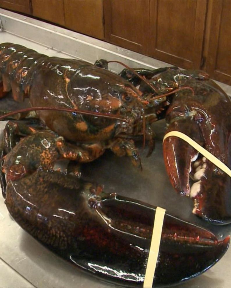 Woman Buys 23 Pound Lobster Named King Louie To Set Him Free Abc News