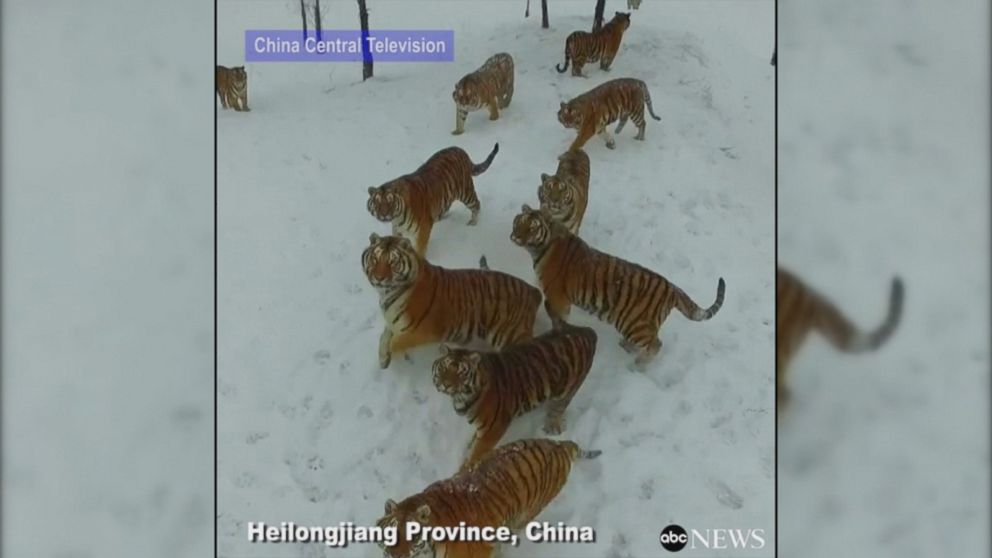 Video Siberian tigers win cat and mouse game with drone in China - ABC News