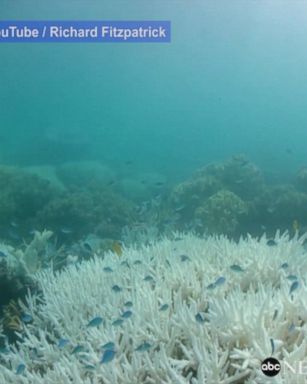 VIDEO: Footage shows severe coral bleaching in Australia's Great Barrier Reef for the second year in a row due to above-average sea temperatures.