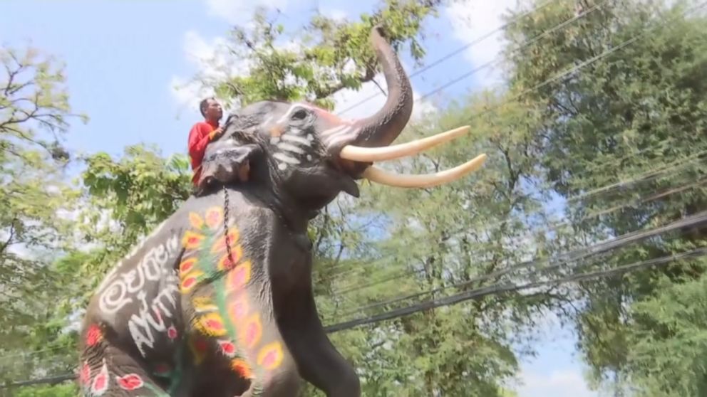 VIDEO: Thailand celebrates with water fights involving humans and pachyderms.