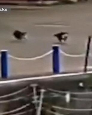 VIDEO: London dock worker saves cat from Thames