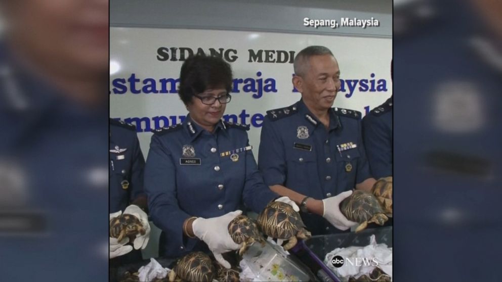 Video Authorities Seize 330 Endangered Tortoises In Malaysia - ABC News