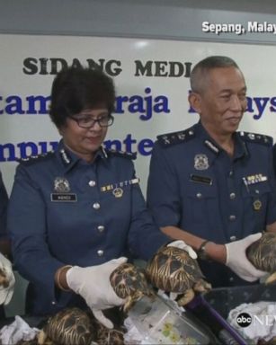 Authorities in Malaysia seize 330 endangered tortoises being smuggled through Kuala Lumpur airport, valued at over $277,000.