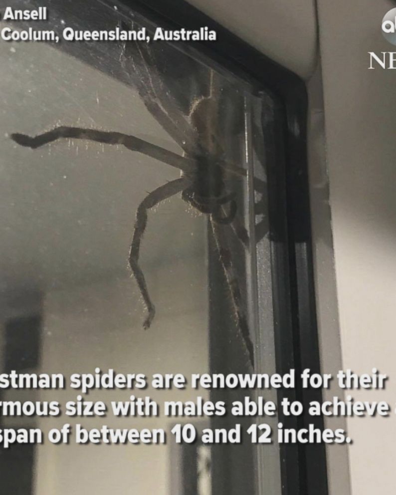 huge huntsman spider perches on window of Australian house - ABC News
