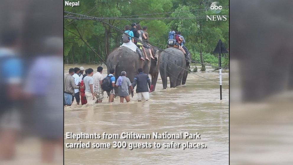 Video Tourists Trapped In Floodwaters Rescued By Elephants In Nepal ...