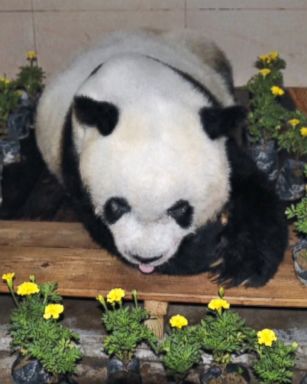 VIDEO: Basi the panda died at the Strait Panda Research and Exchange Center of Fuzhou in China on Thursday.