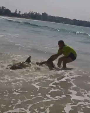 VIDEO: The injured shark was taken to an aquarium in Australia by rescuers and released off Sydney's coastline.