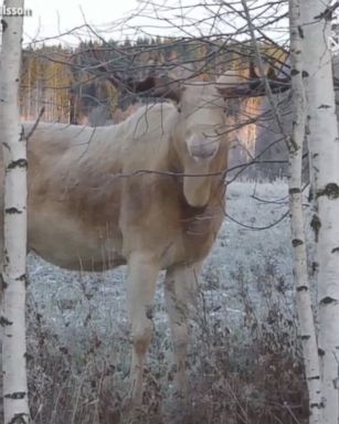 The animal was seen munching on tree branches in a forest.