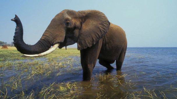 VIDEO: What's devastating the elephant population in Africa?