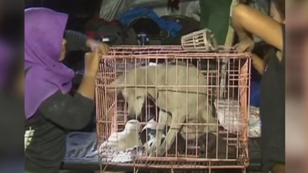 Video Cats And Dogs Rescued From Area Around Bali Volcano - ABC News