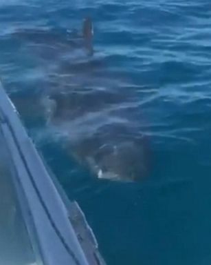 VIDEO: The shark spent 20 minutes circling the boat off the Australian coast.