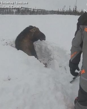 Snowmobilers sledding in Newfoundland, Canada, use shovels to dig out a moose trapped in deep snow. 