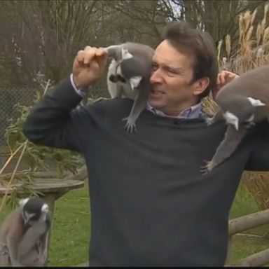 They stole the show during his news piece, jumping on him and even taking little bites.