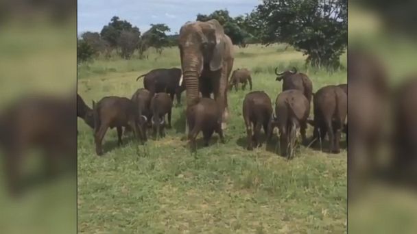 Video Elephant hangs out where the buffalo roam - ABC News