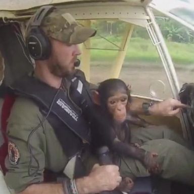 VIDEO: Mussa was saved from poachers and flown to the Democratic Republic of Congo.