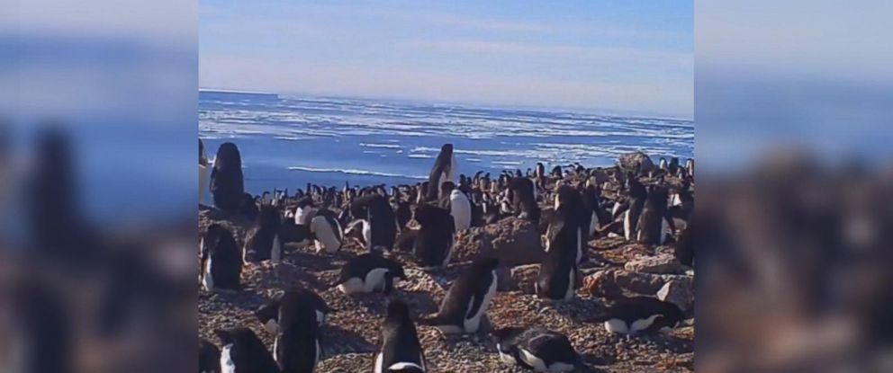 Supercolony' of Adelie penguins discovered in Antarctica Supercolony' of Adelie penguins discovered in Antarctica