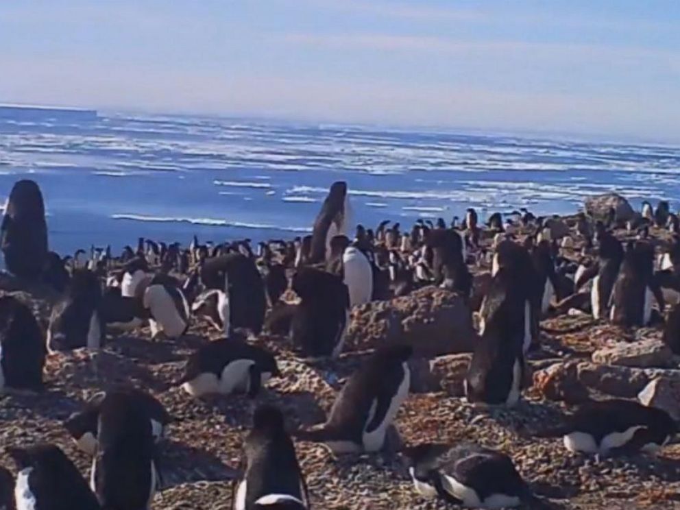 Supercolony' of Adelie penguins discovered in Antarctica Supercolony' of Adelie penguins discovered in Antarctica
