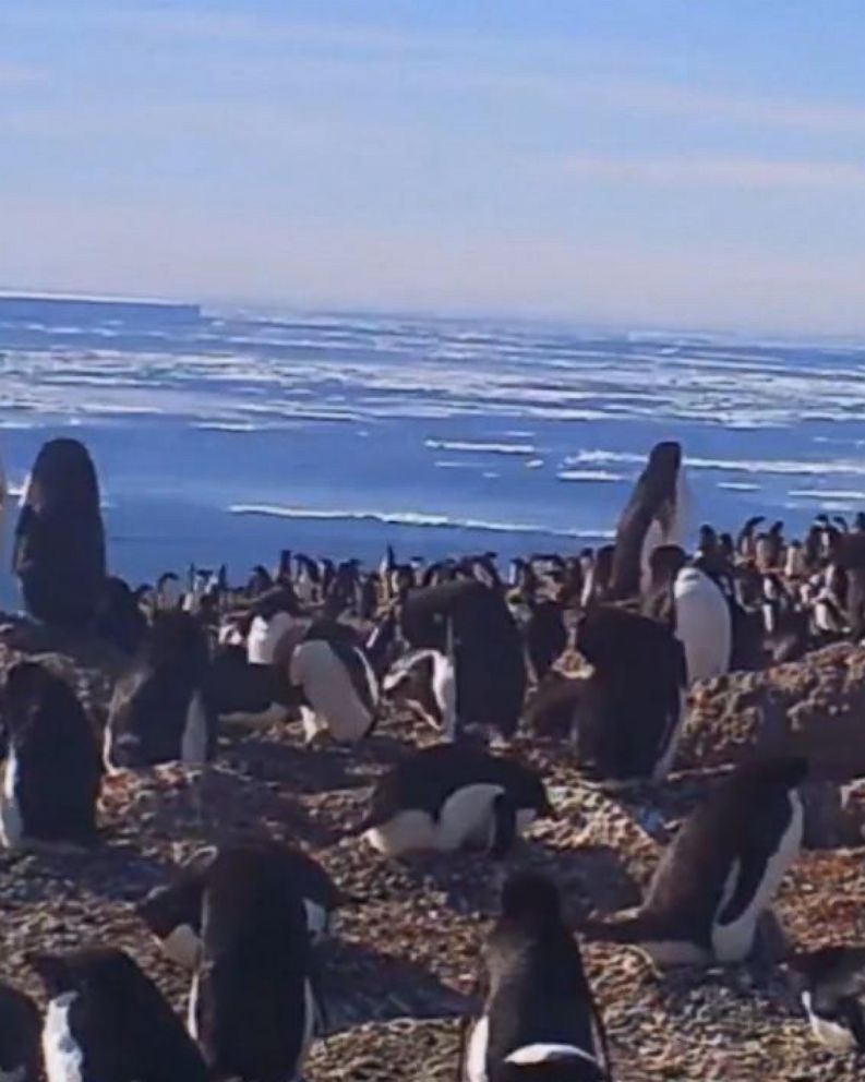 Supercolony' of Adelie penguins discovered in Antarctica Supercolony' of Adelie penguins discovered in Antarctica