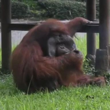 VIDEO: The zoo where the orangutan lives drew condemnation from animal rights groups.