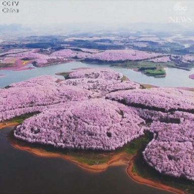 VIDEO: Spring turns China into sea of flowers